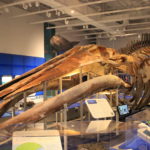Blue Whale skeleton
