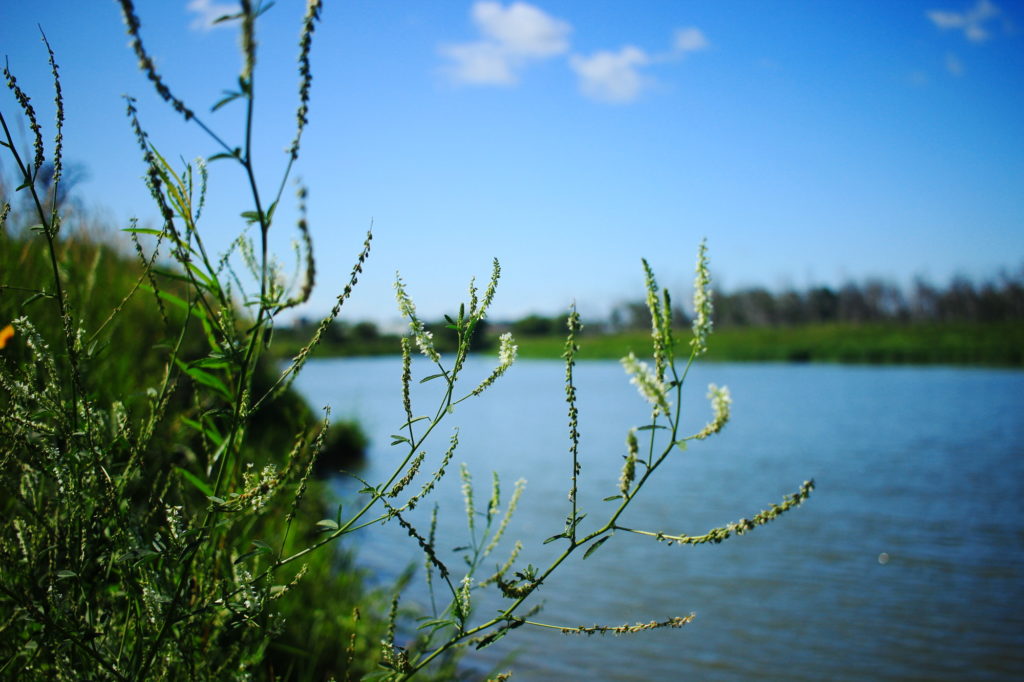 The river