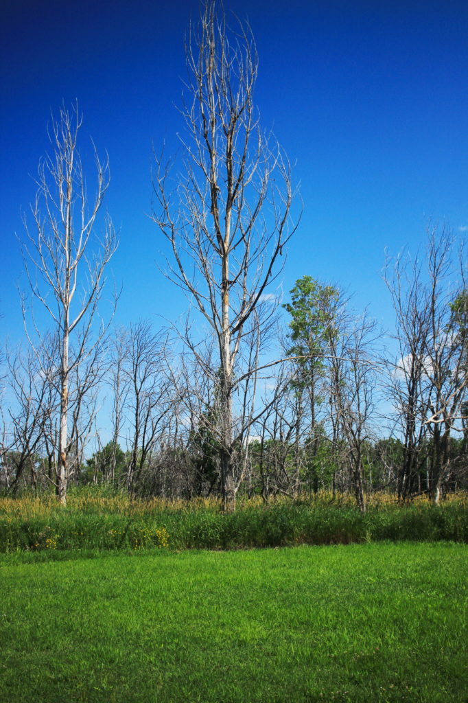 Bone trees