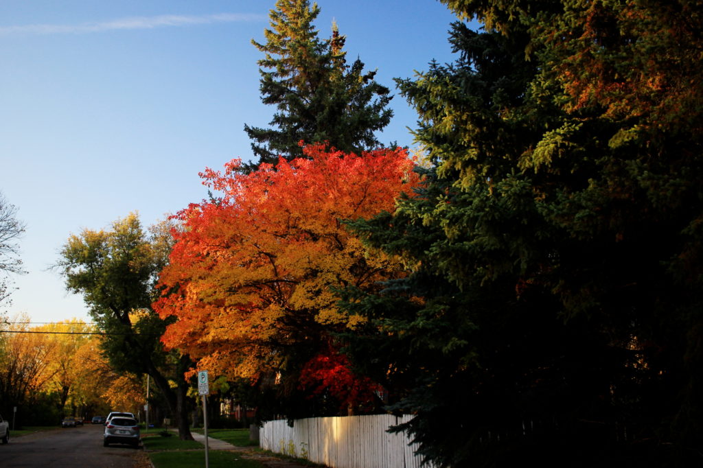 Autumn leaves