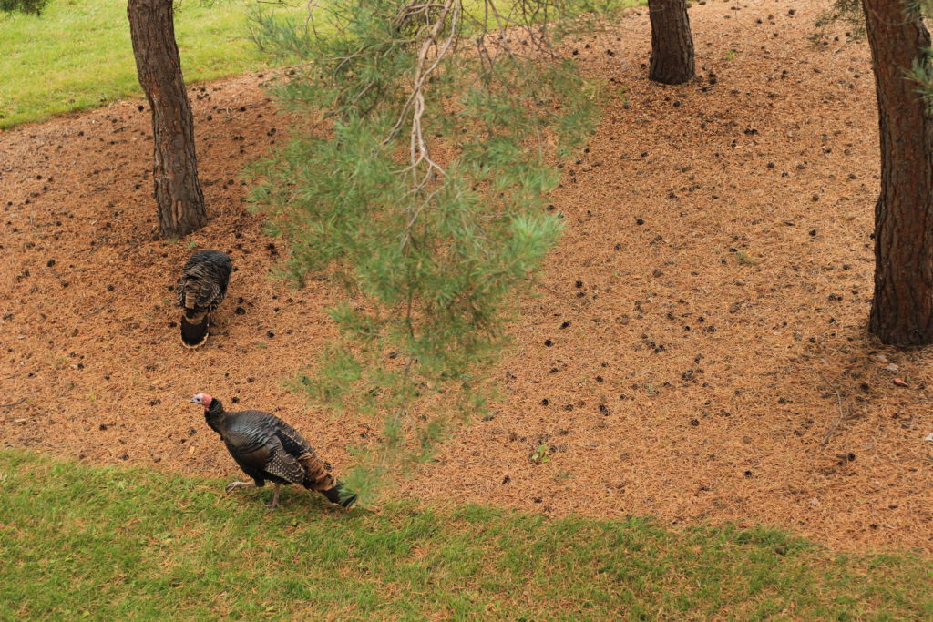 Wild turkeys on BU campus