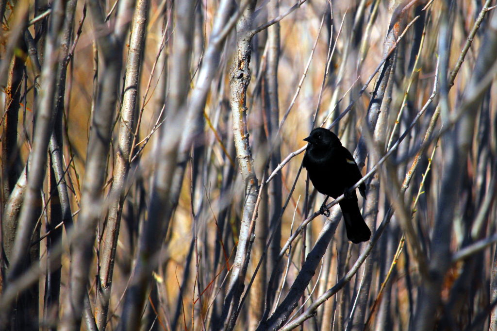 Red-winged blackbird