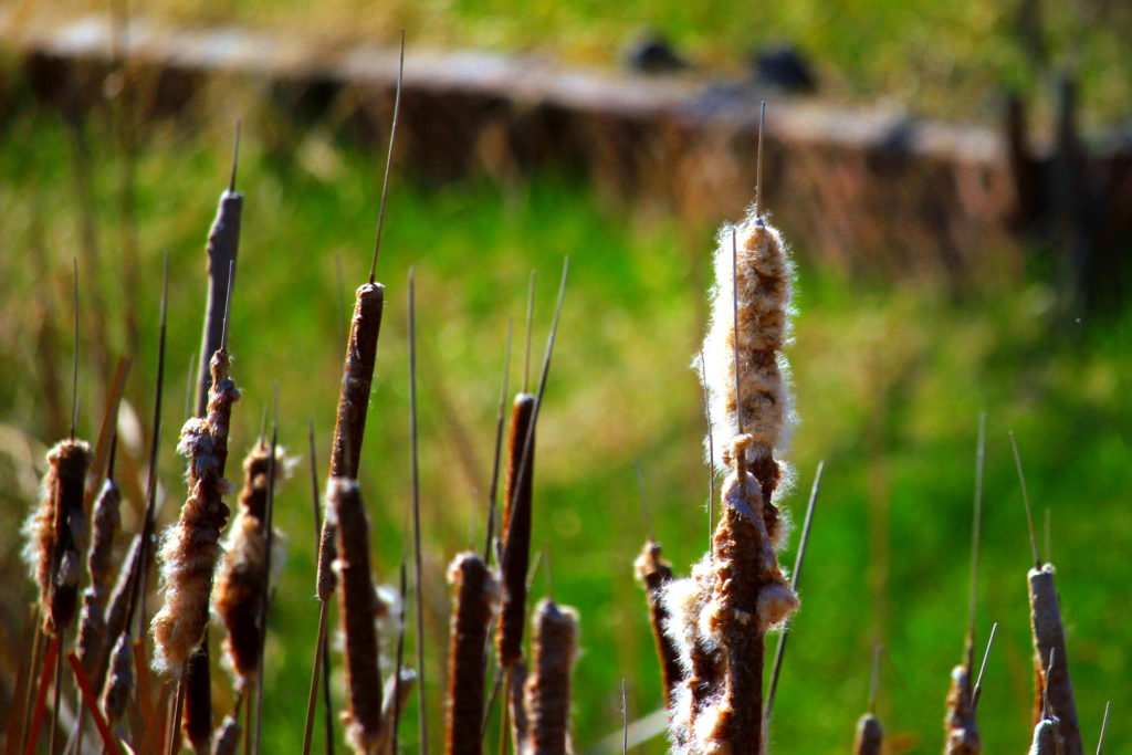 Cattail