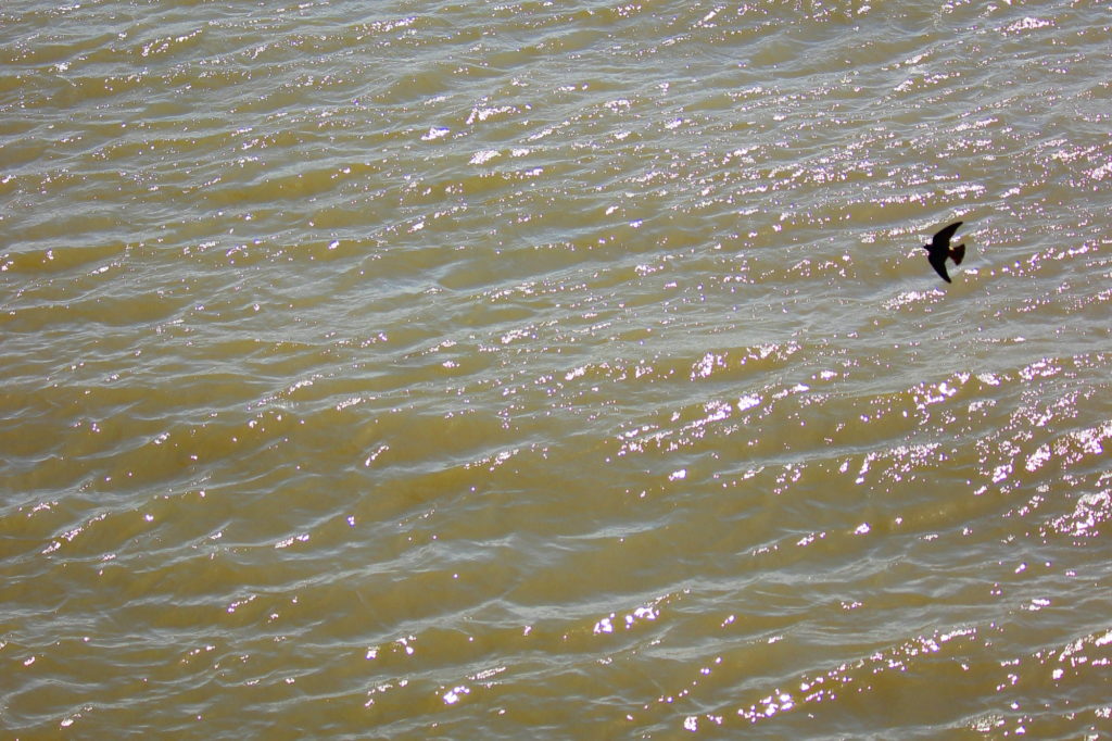 River and bird