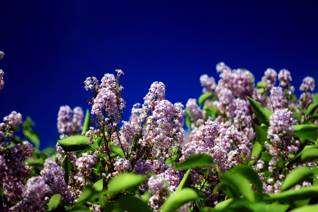 Lilacs