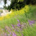Blurred photo of flowers