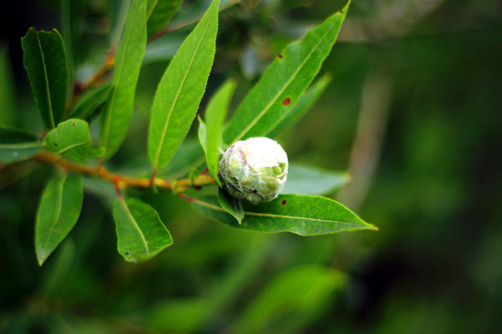 Macro shot of a tree branch