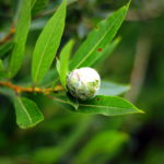 Macro shot of a tree branch