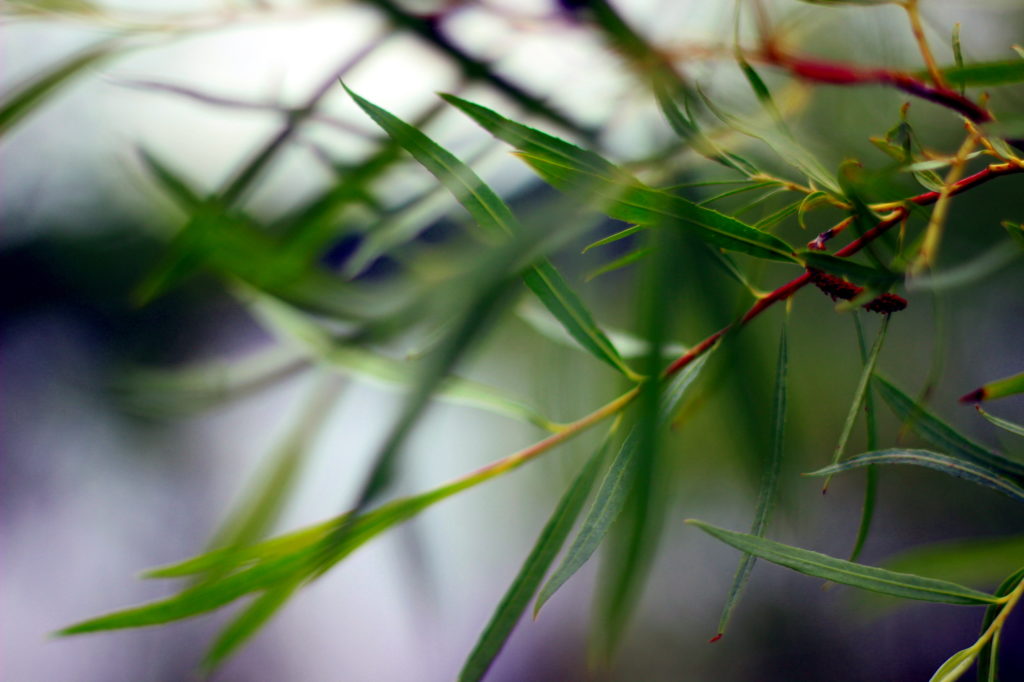 Willow leaves