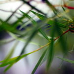 Willow leaves