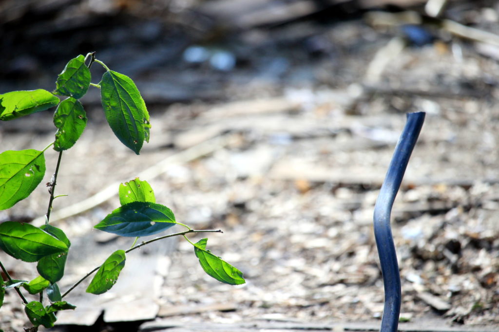 A baby tree and a power line