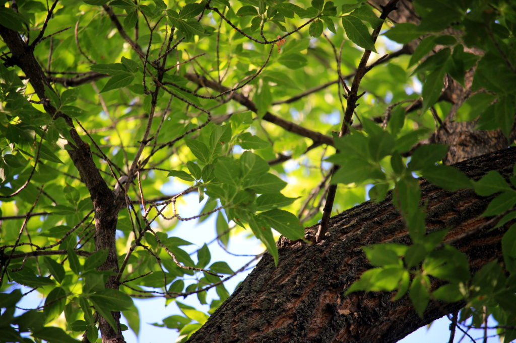 The branches straight above our yard