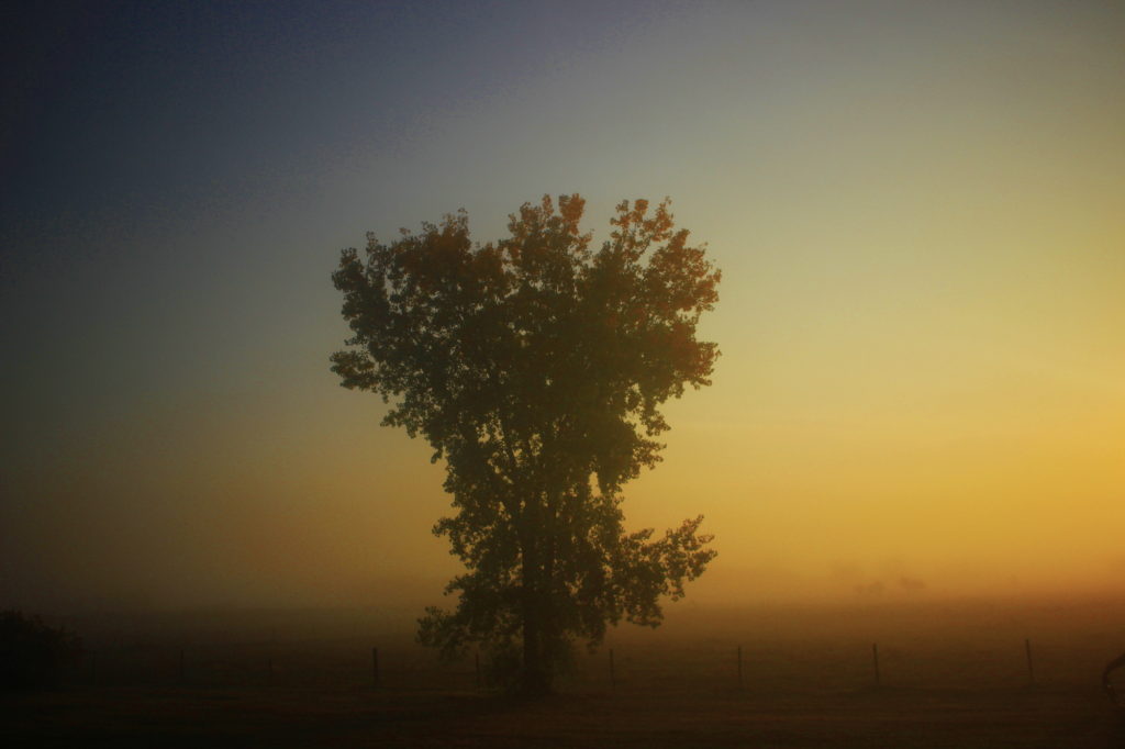 A tree in the fog