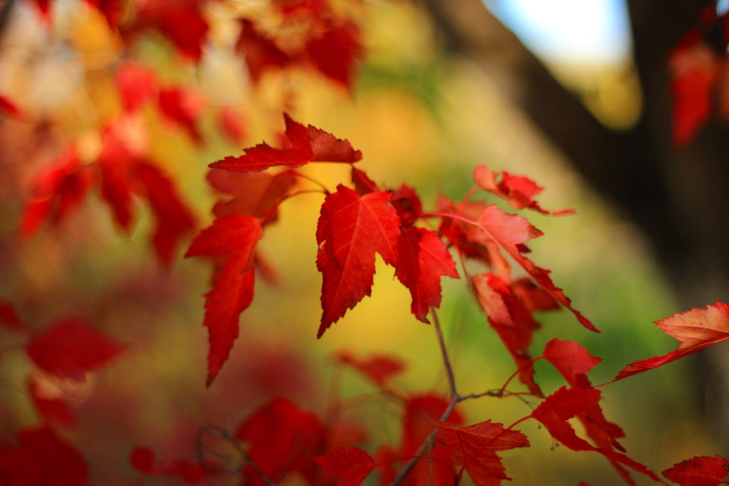Autumn Leaves