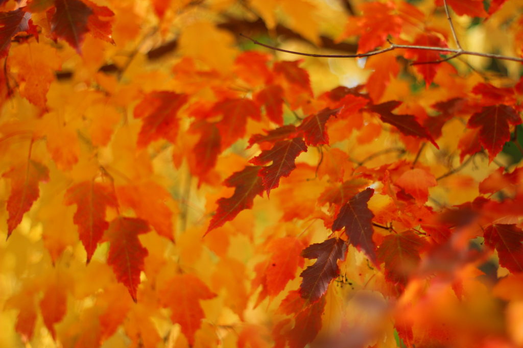Autumn Leaves