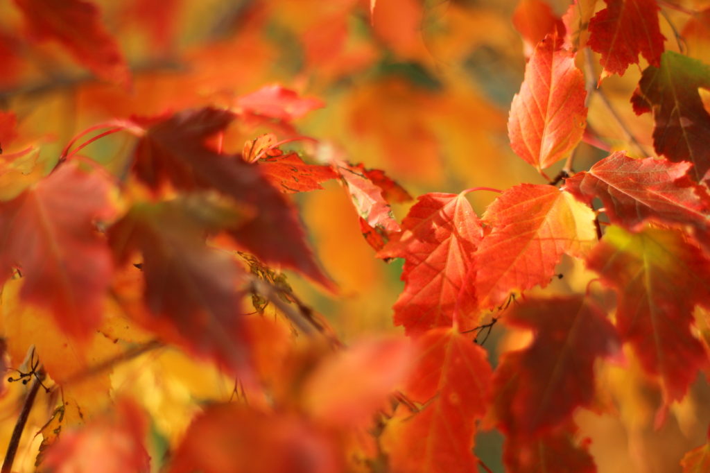Autumn Leaves