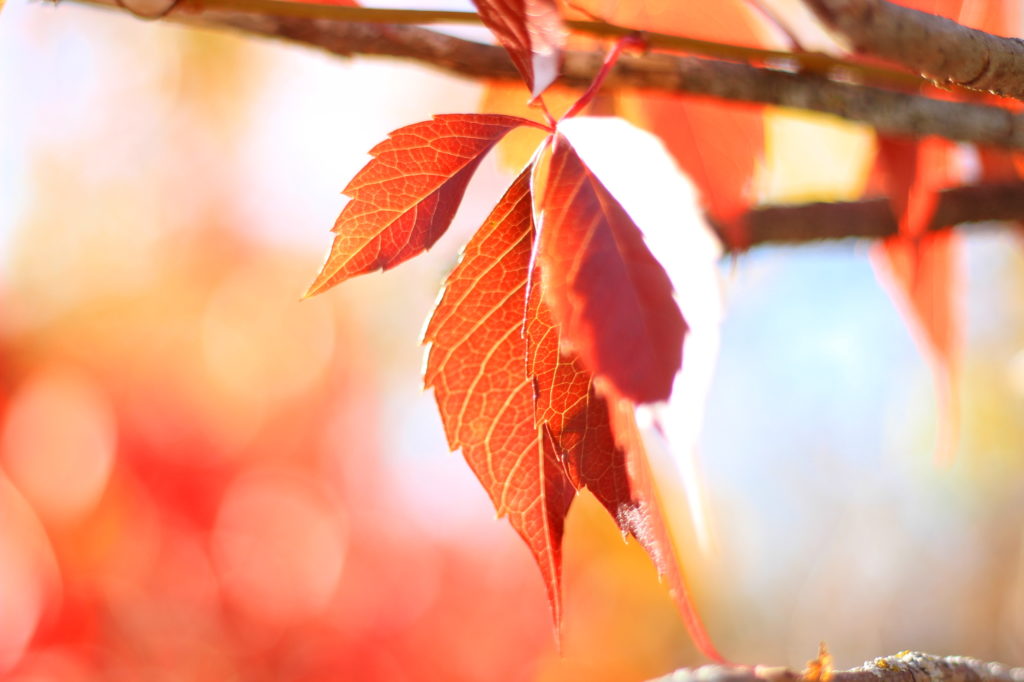 Autumn Leaves