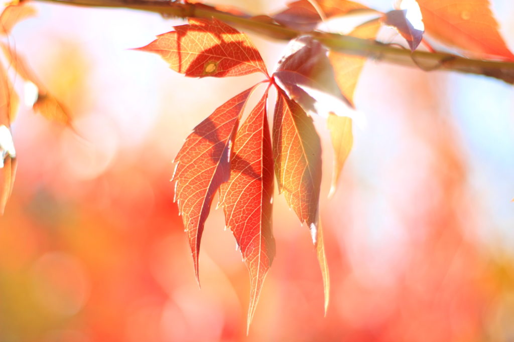 Autumn Leaves
