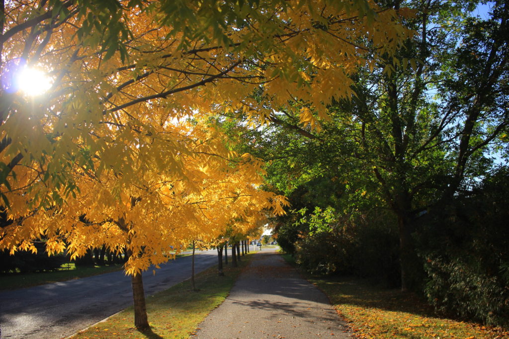 Autumn Leaves