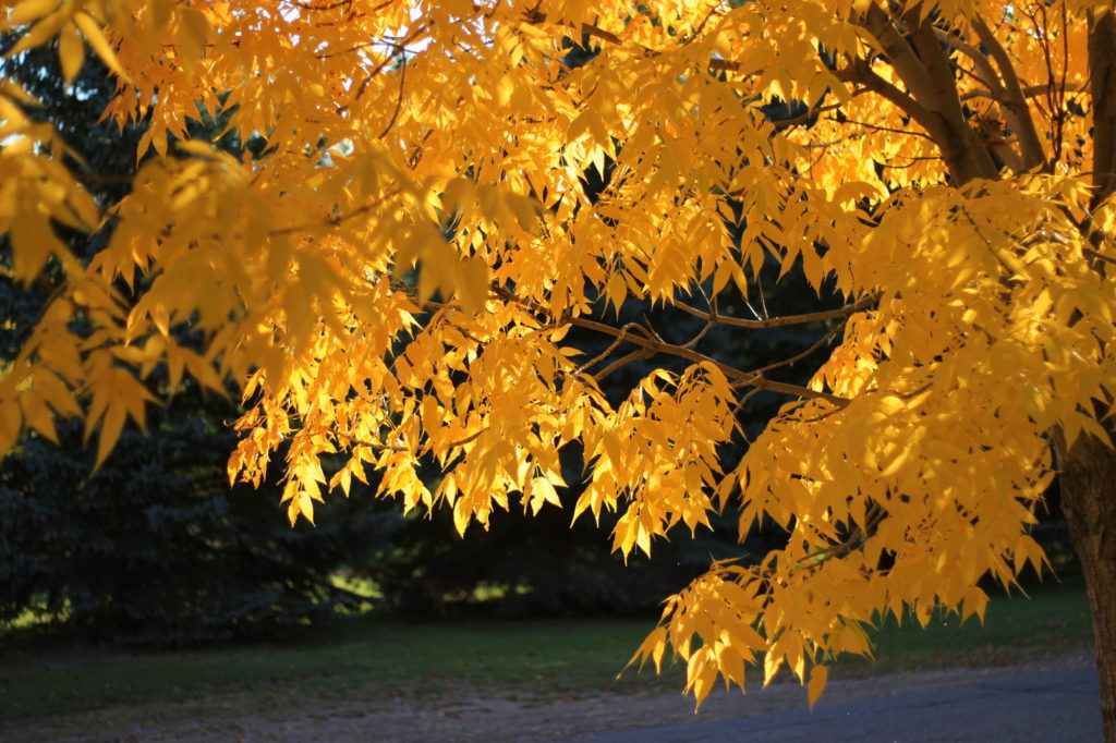 Autumn Leaves