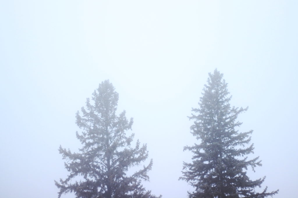 Treetops in the fog
