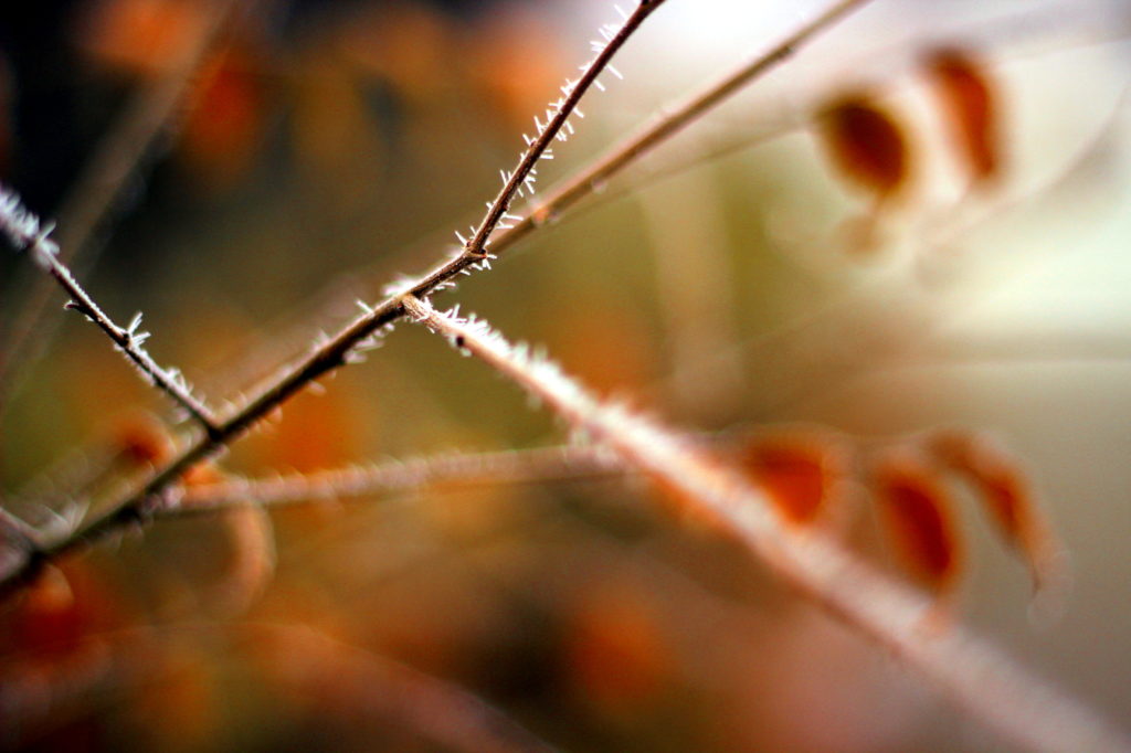 Hoarfrost macro