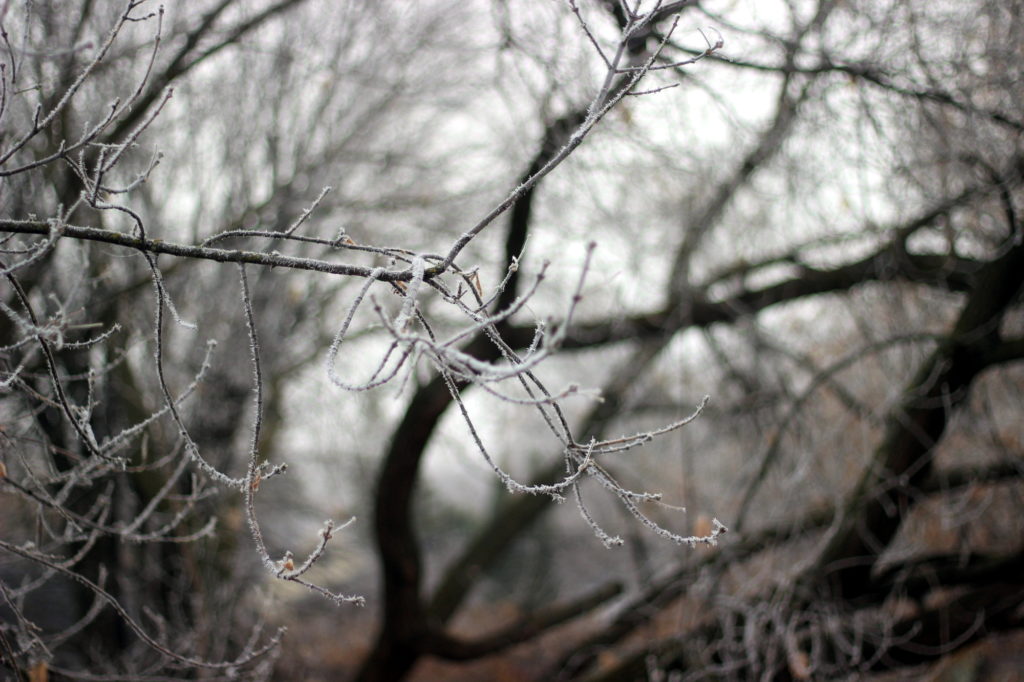 Hoarfrost on tree branches