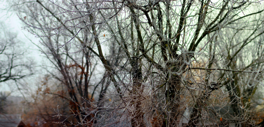 Hoarfrost on tree branches