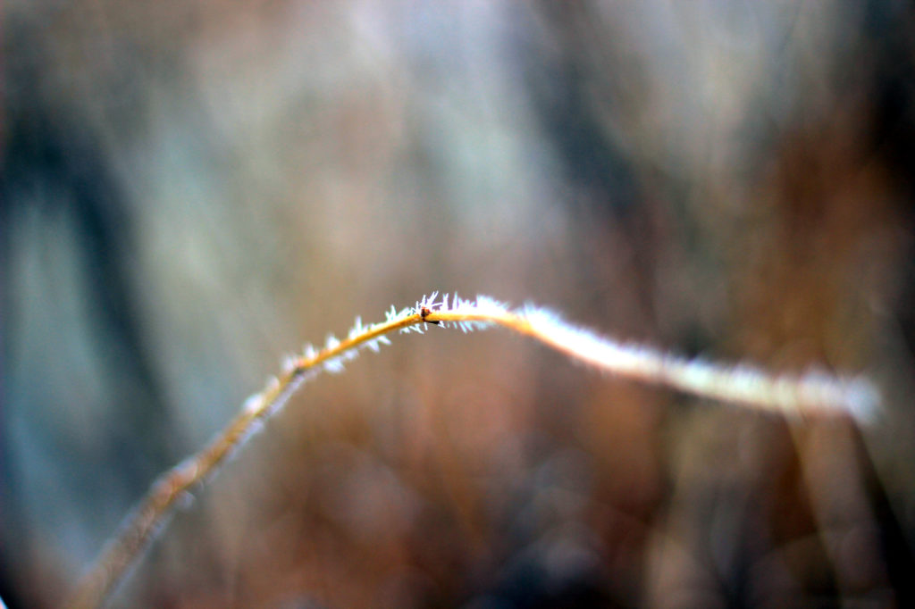 Close-up of hoarfrost