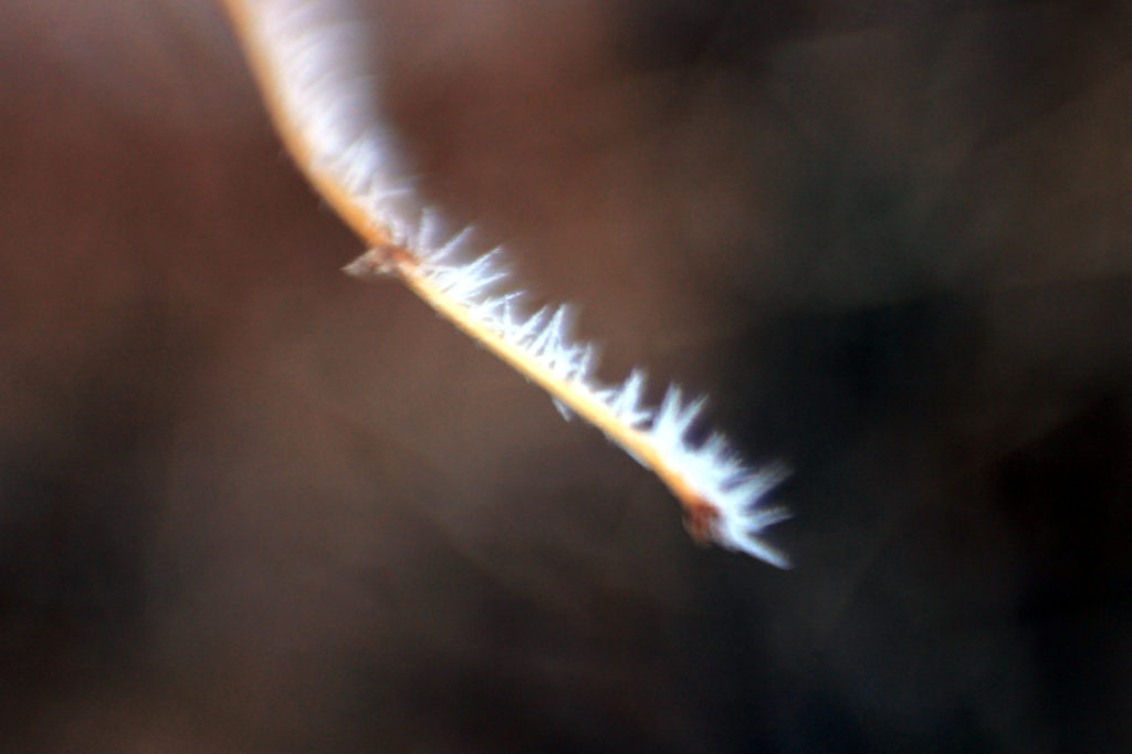 Close-up of hoarfrost