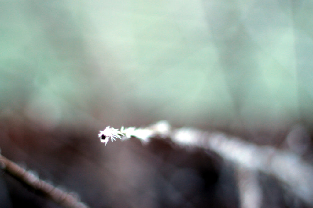 Close-up of hoarfrost