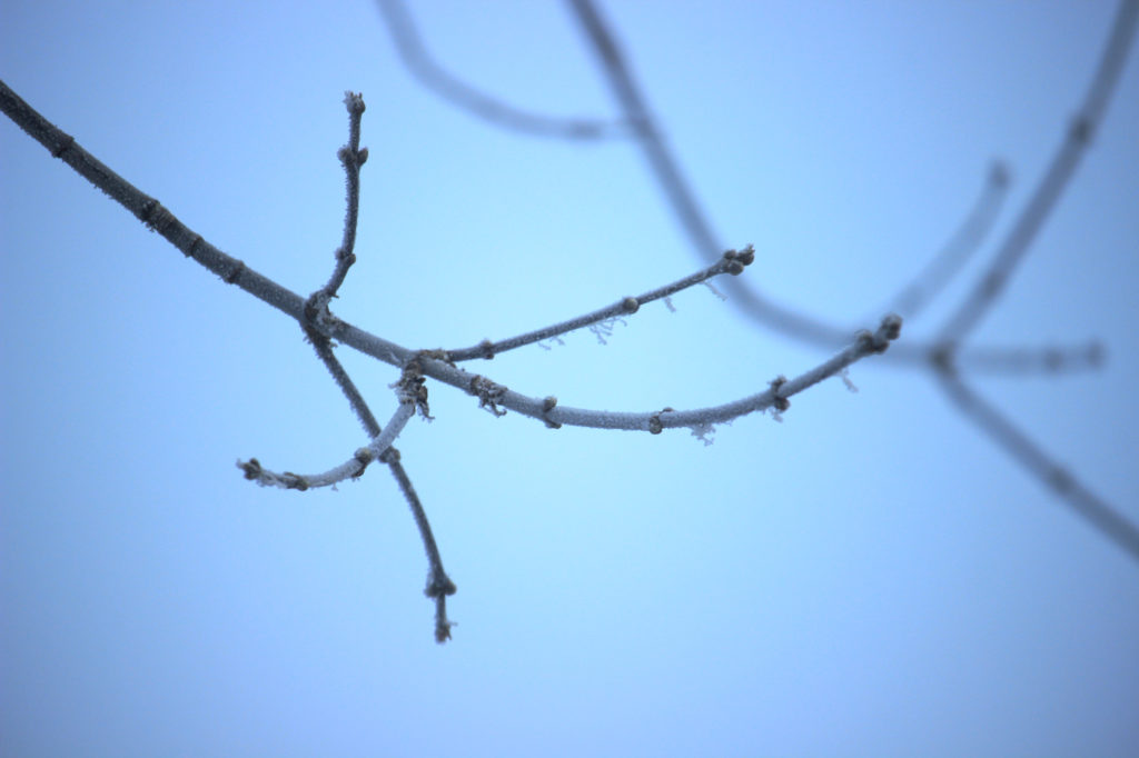 Frosty branches