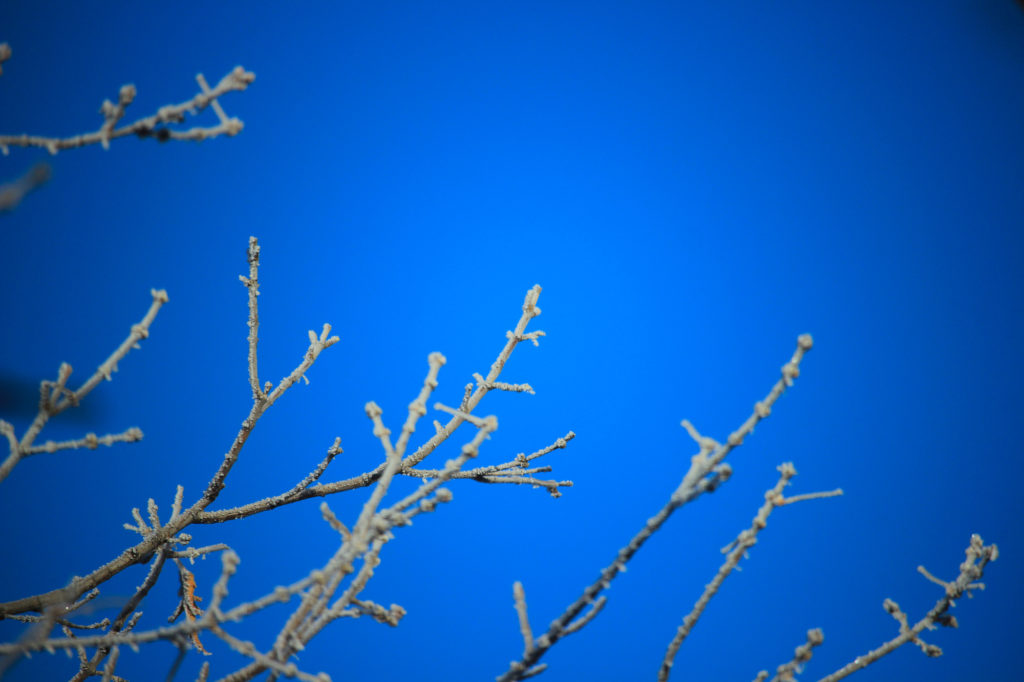 Frosty branches