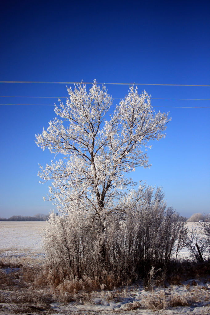 Frosty Tree