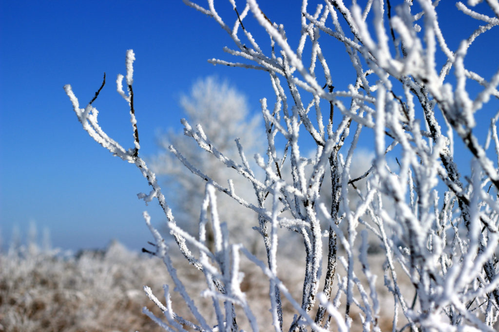 Frosty branches