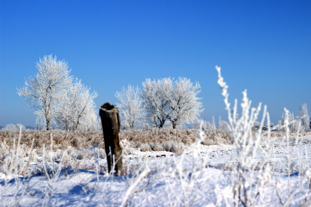 Frosty landscape