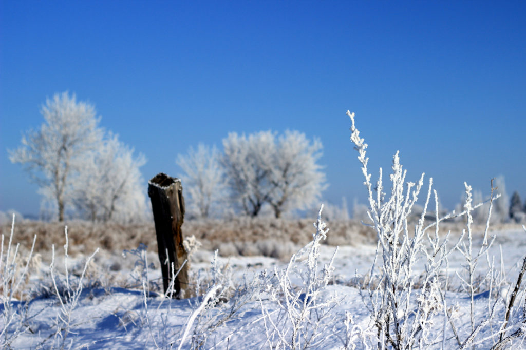 Frosty landscape