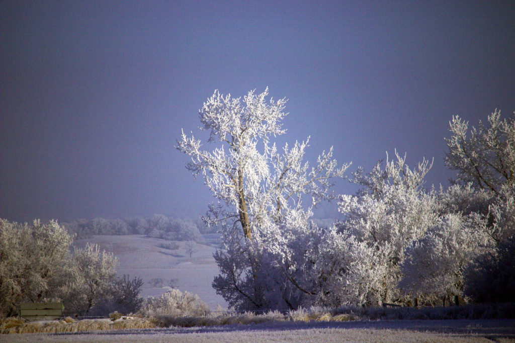 Frosty tree