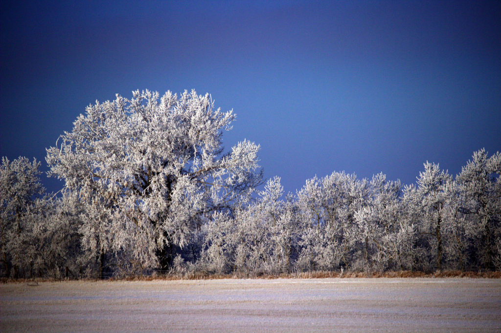 Frosted trees