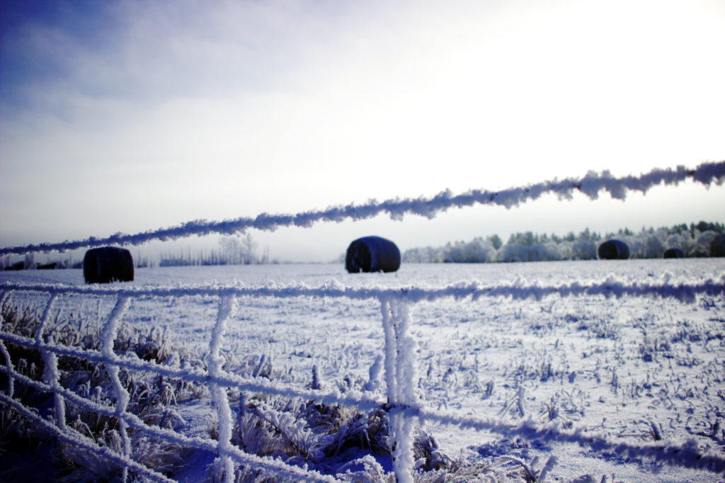 Frosty fence with bales in the background