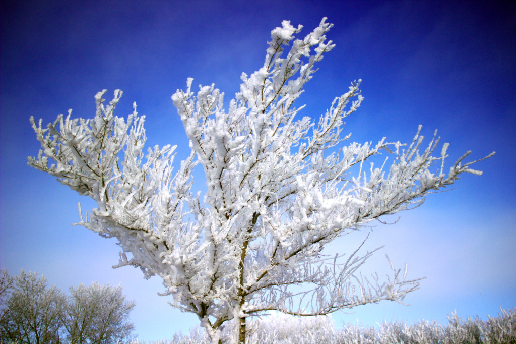 Frosty tree