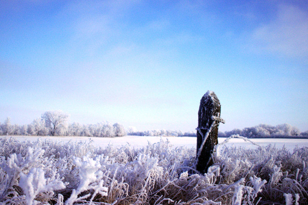Frosty fencepost