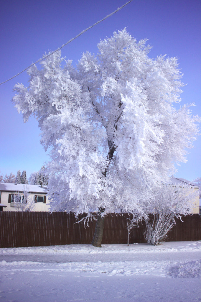 Frost-covered tree
