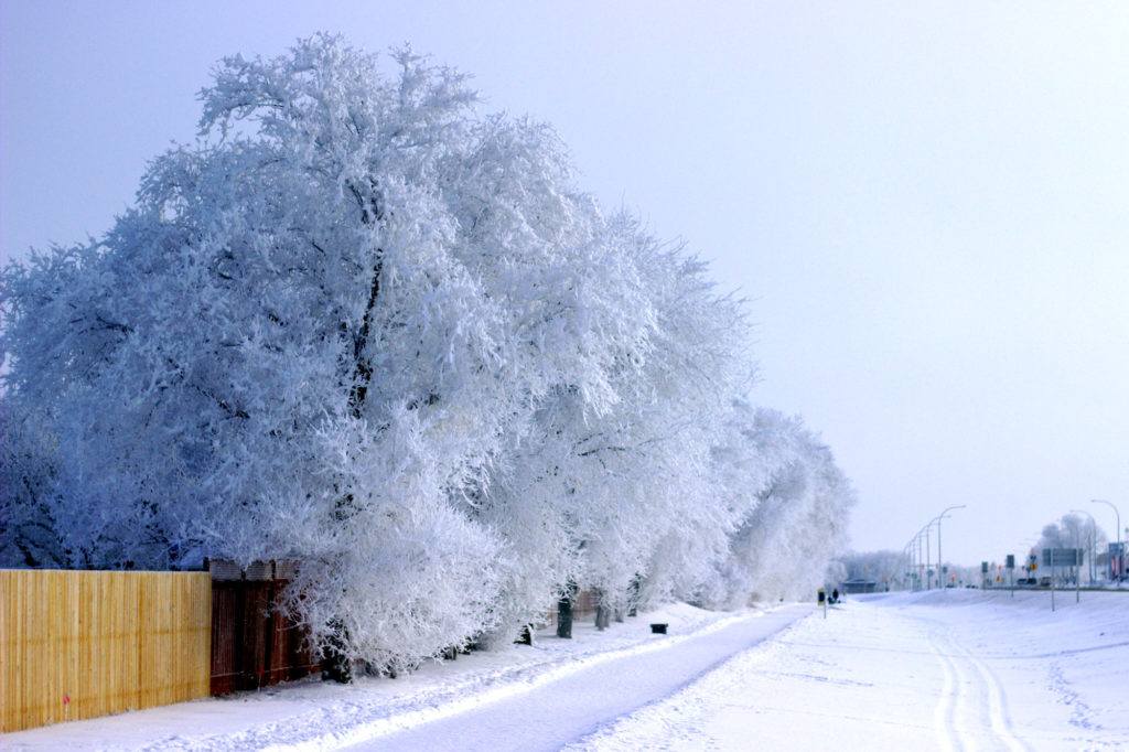 Frosty trees along the walking trail