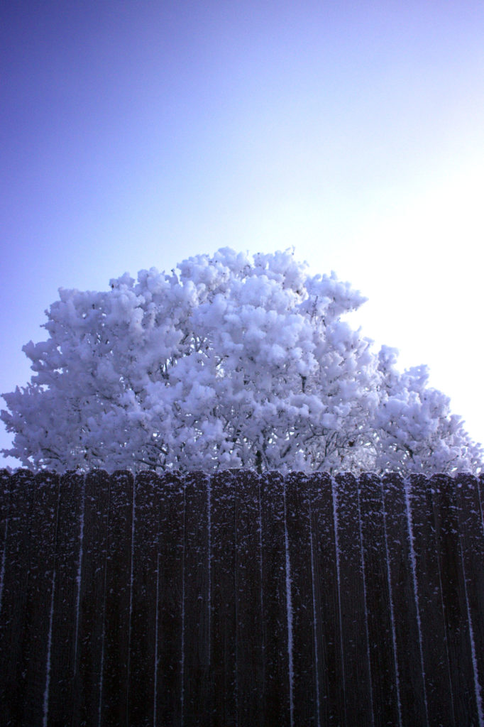 Frosty tree
