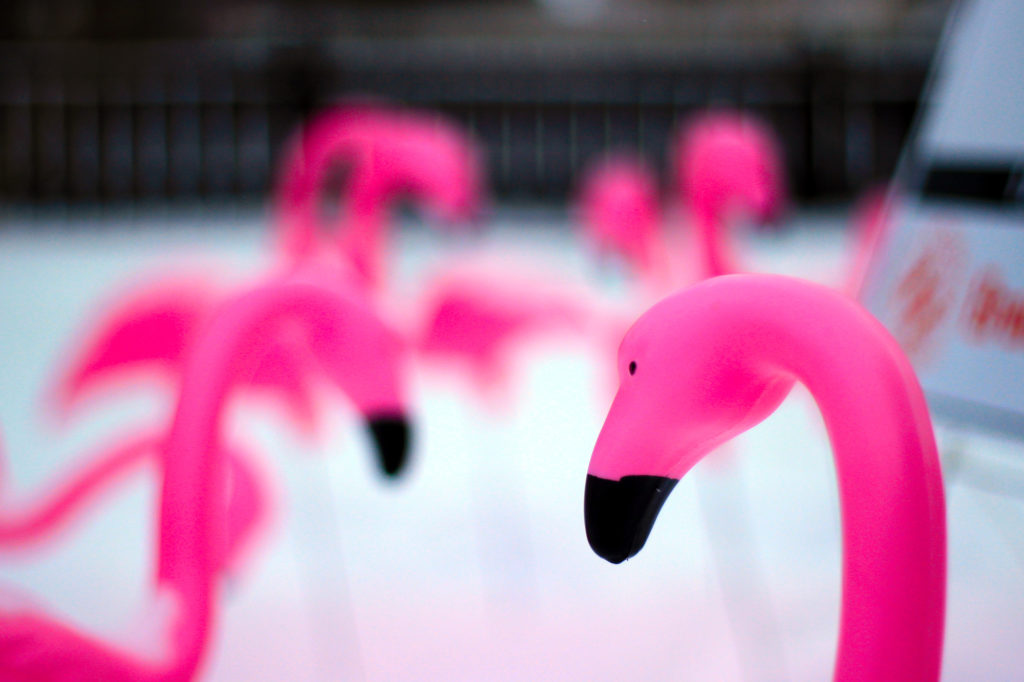 Pink flamingos on the lawn