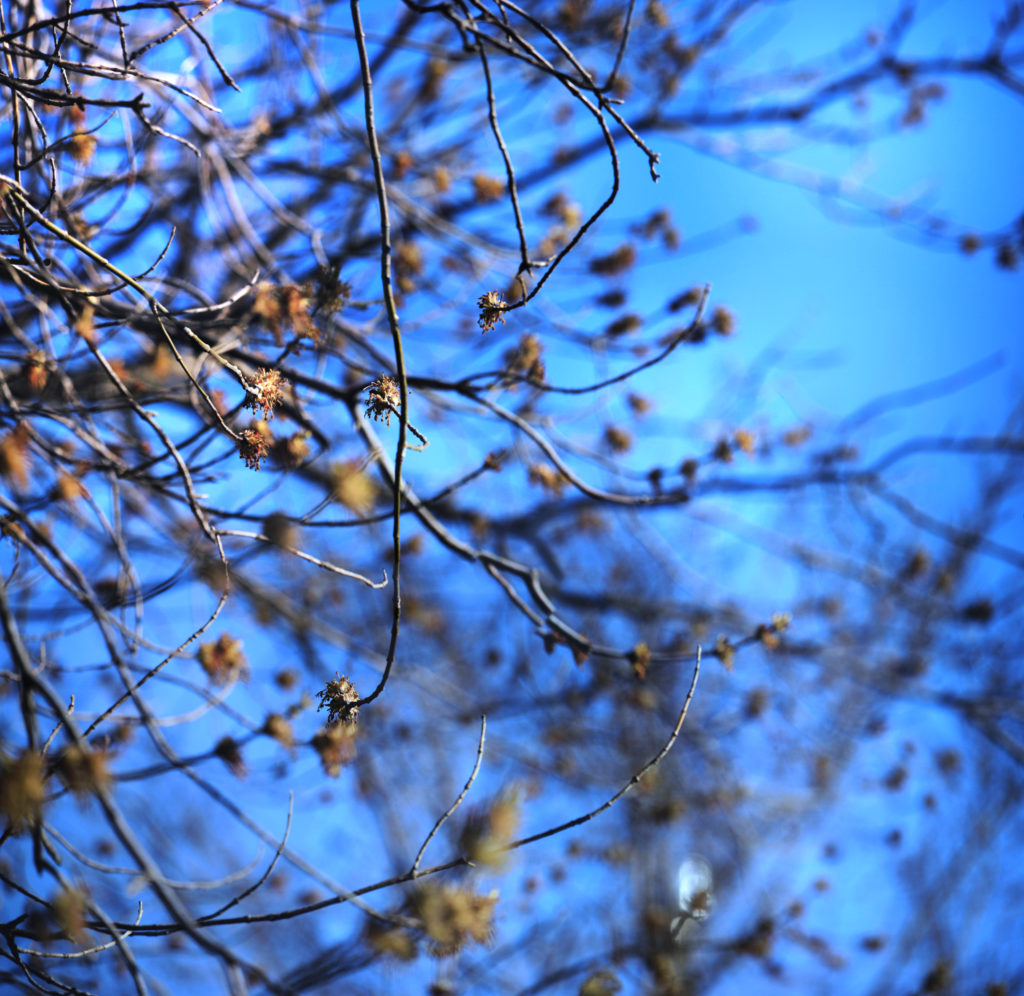 Budding trees (panoramic)