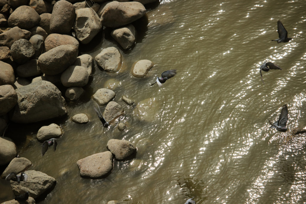 Pigeons at the river