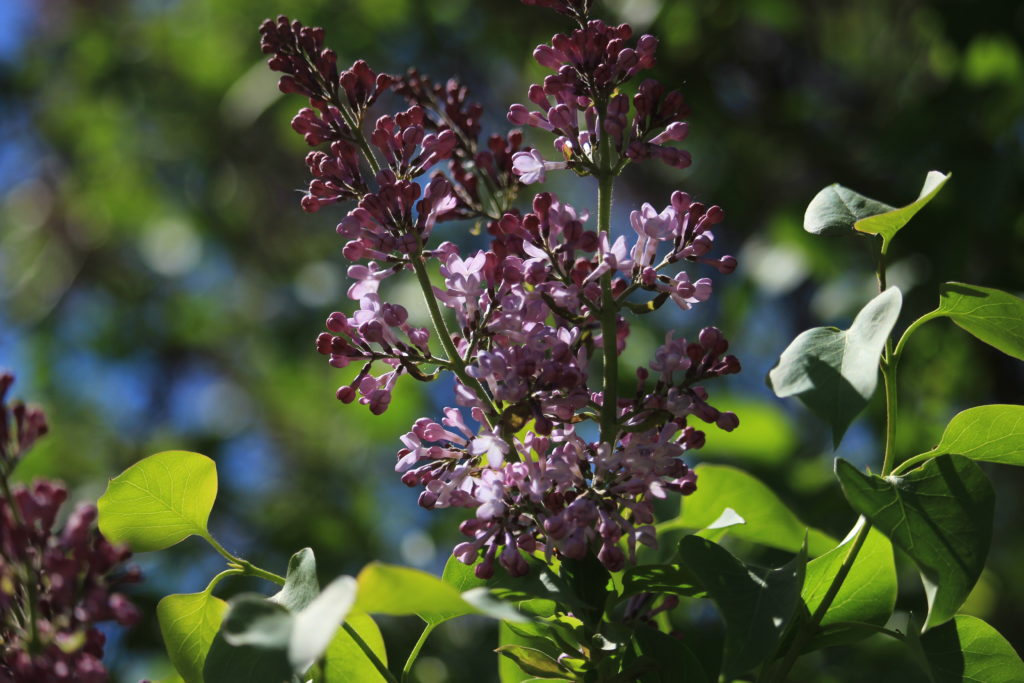 Lilacs