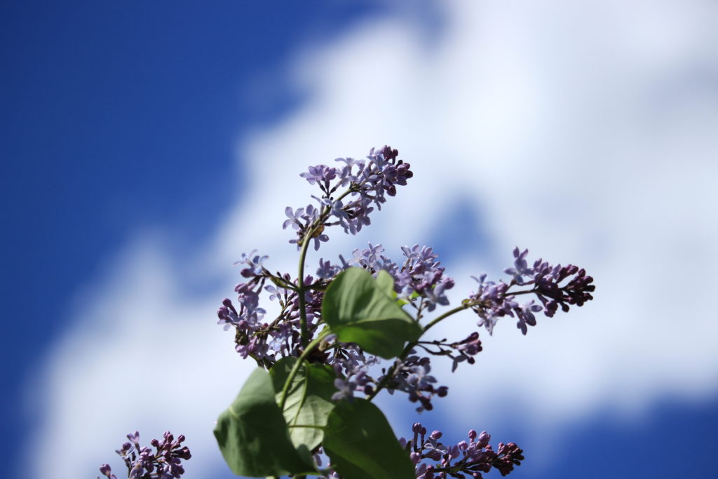 Lilacs